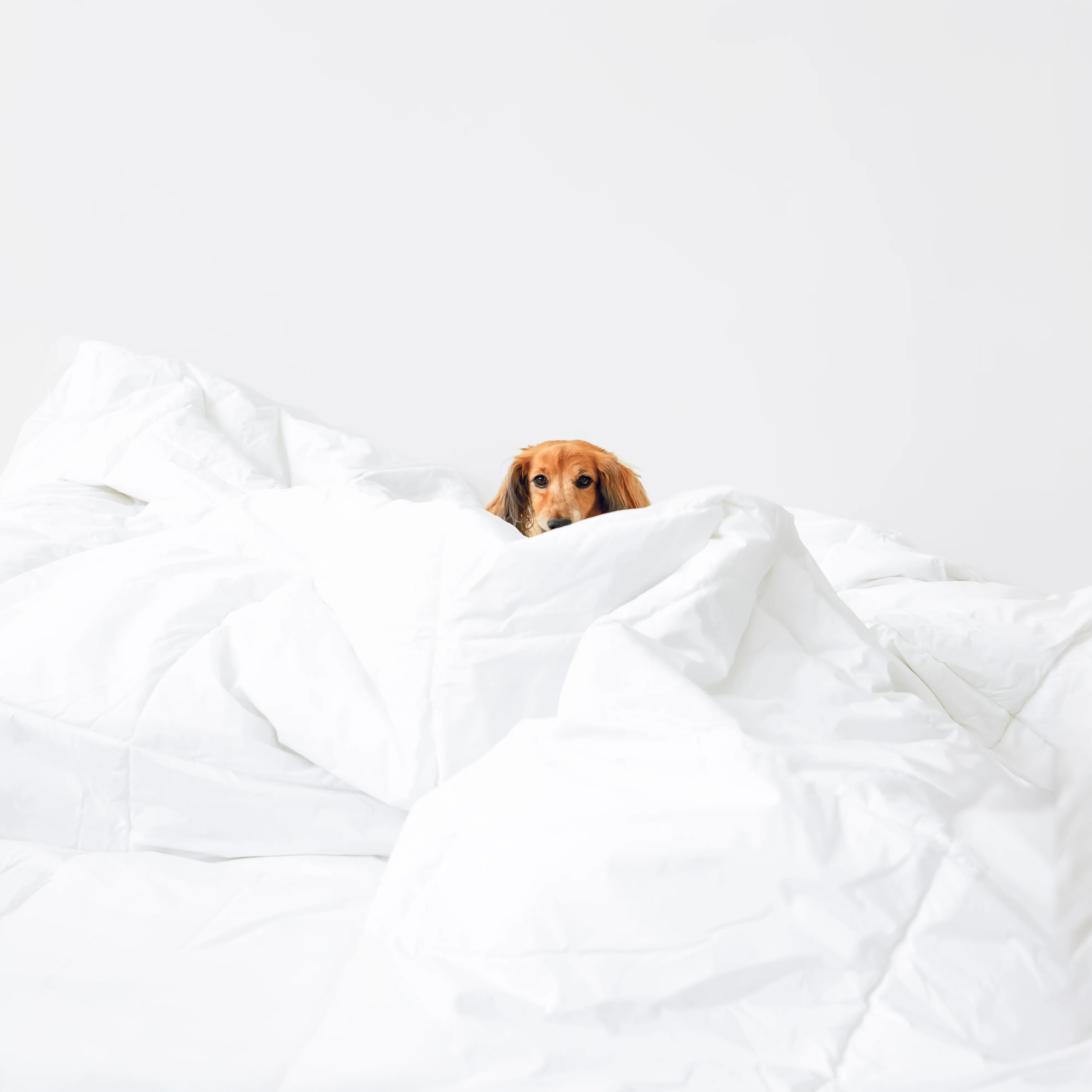 100% Cotton Comforter Duvet Insert - Image 4